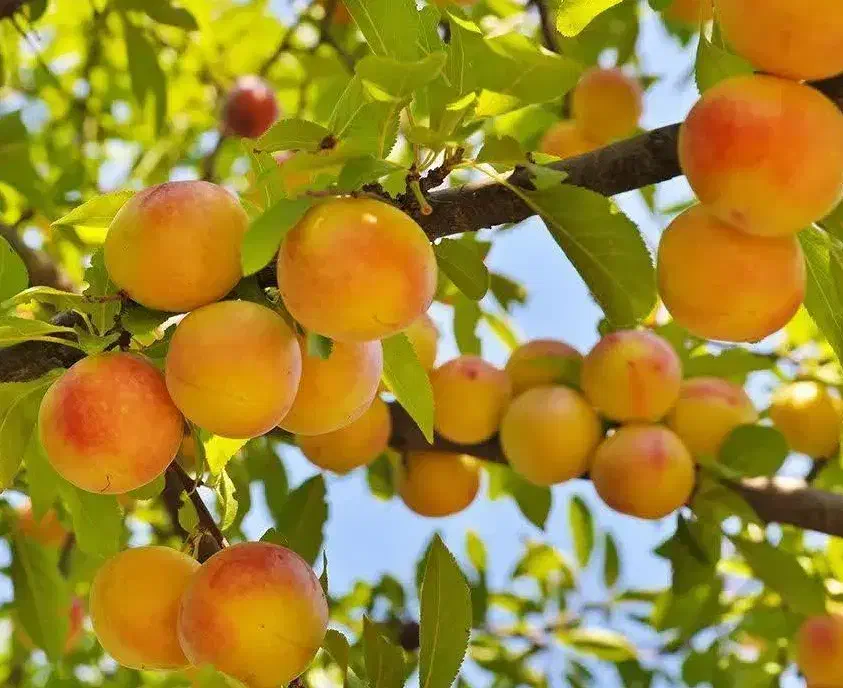 تولید نهال زردآلو جهانگیری|خدمات باغبانی و درختکاری|دره رود, |دیوار