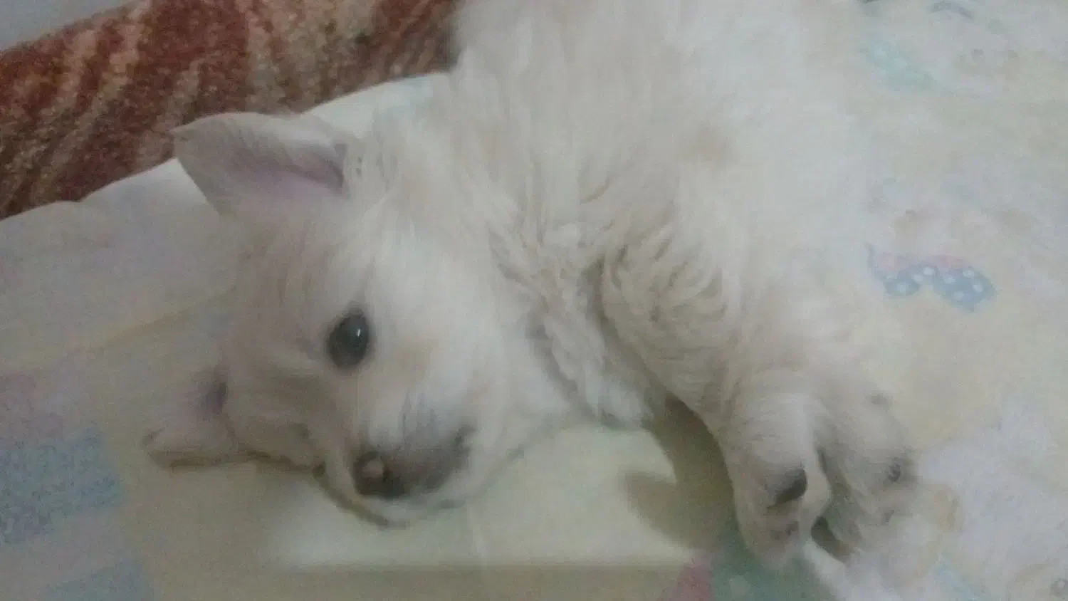 سگ شیتزو|سگ|شیراز, وزیرآباد|دیوار