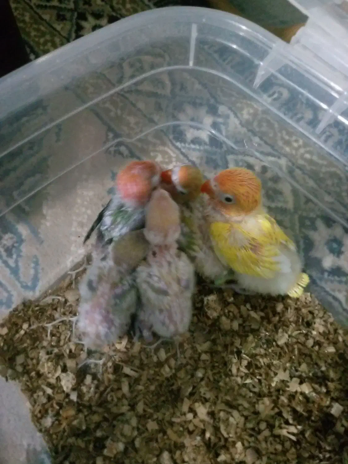 انواع جوجه سرلاکی کوتوله|پرنده|تربت جام, شهرک آزادگان|دیوار