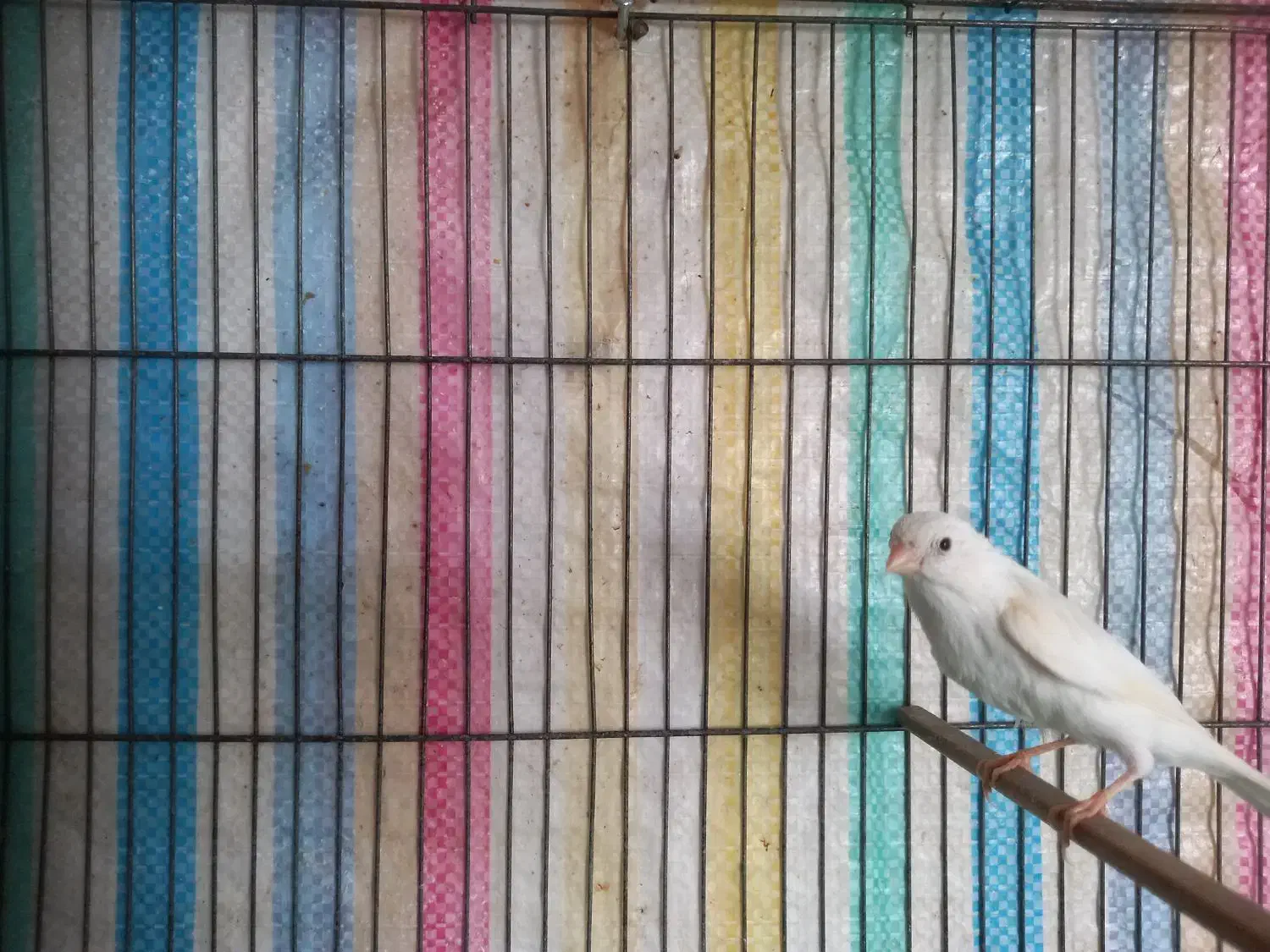 قناری نر مست سفید|پرنده|هرسین, |دیوار