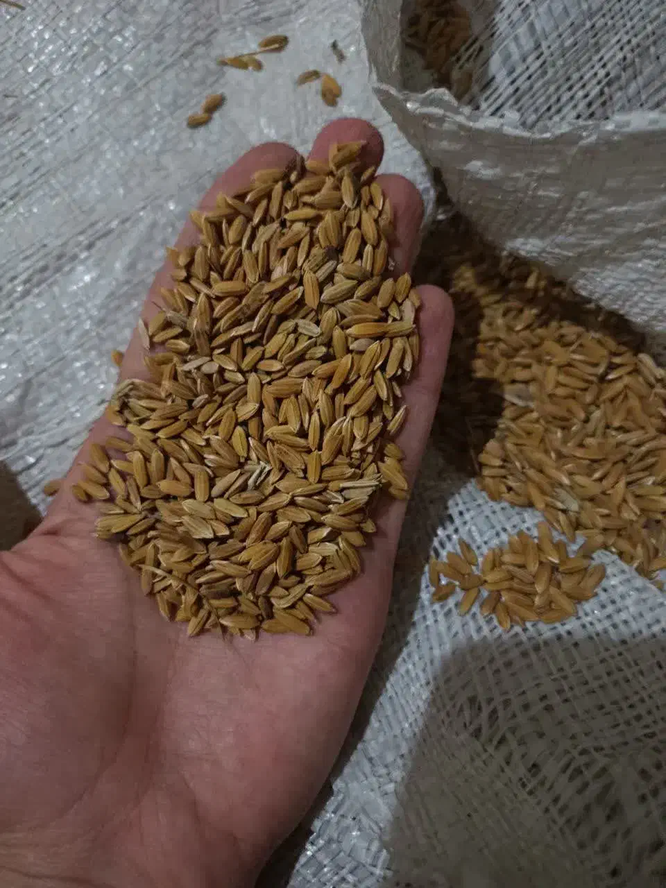 چلکوت لنجونی|خوردنی و آشامیدنی|مبارکه, |دیوار