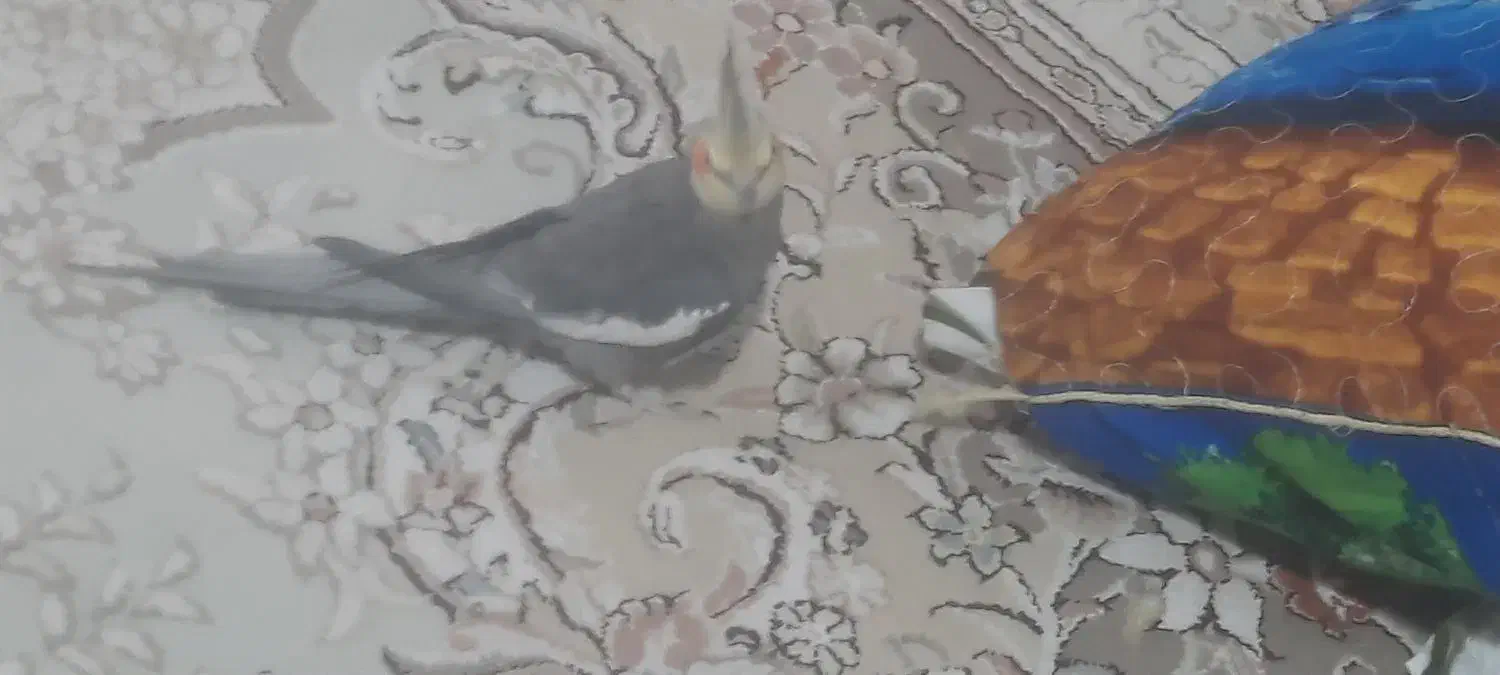 چهارتاعروس هلندی مولد|پرنده|خرم‌آباد, |دیوار