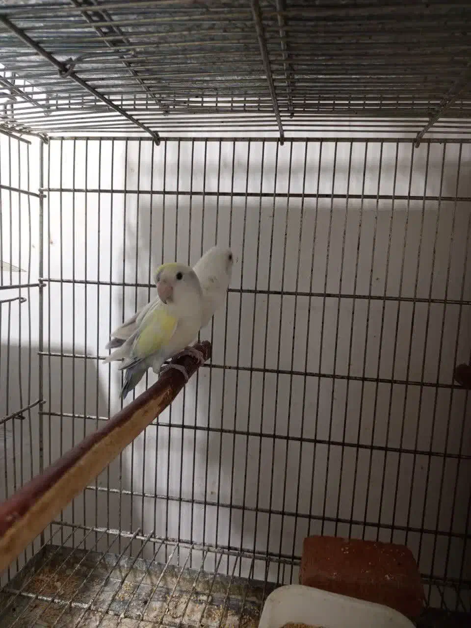 طوطی برزیلی شاه طوطی رام و سخنگو راهب گرینچیک|پرنده|شهریار, شهریار|دیوار