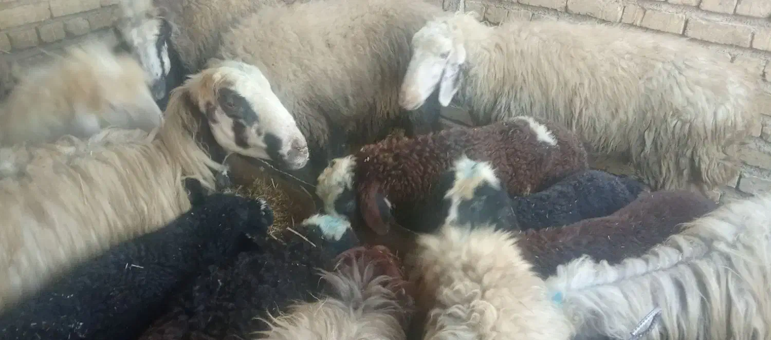 میش|حیوانات مزرعه|طسوج, |دیوار