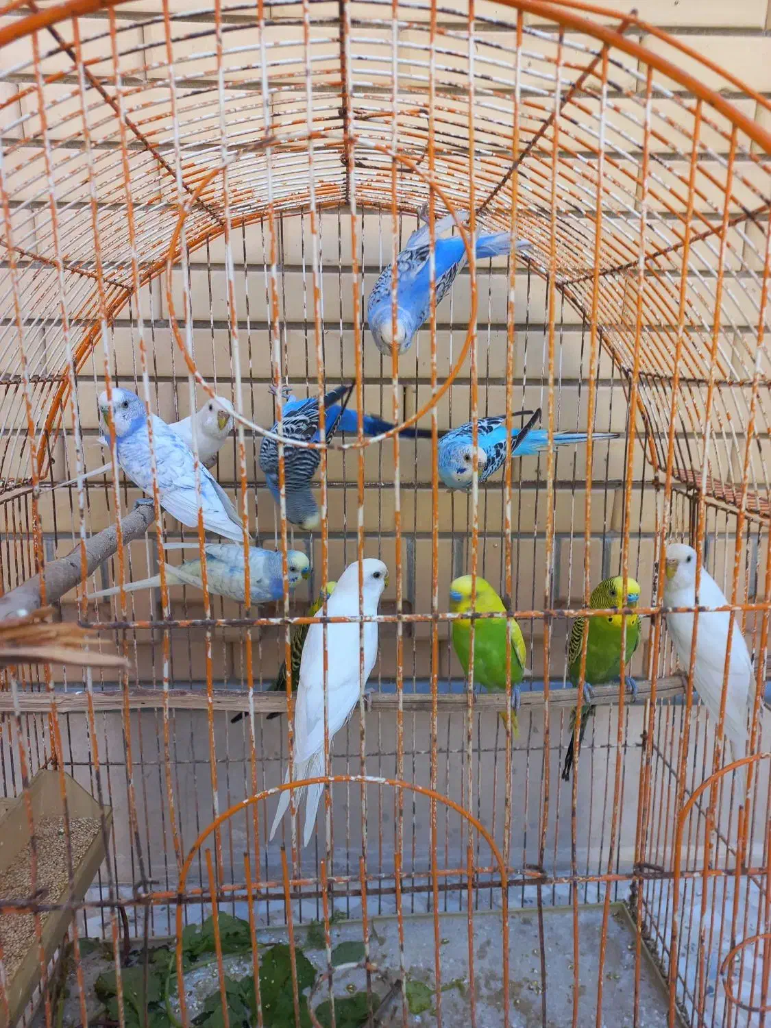 مرغ عشق|پرنده|اوز, |دیوار