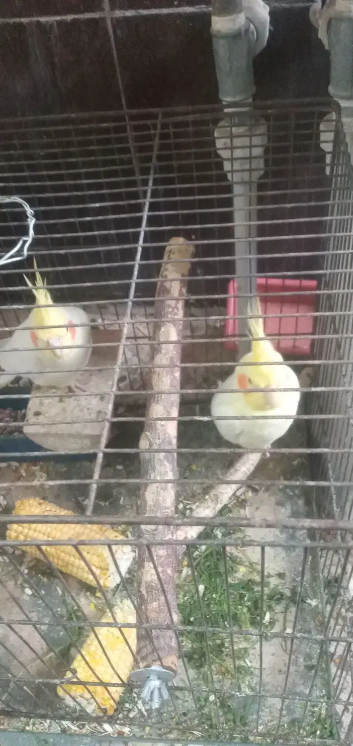 عروس هلندی|پرنده|بندر ماهشهر, |دیوار