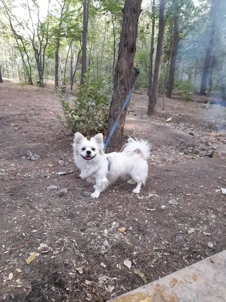 سگم گم شده|حیوانات|کرمان, |دیوار