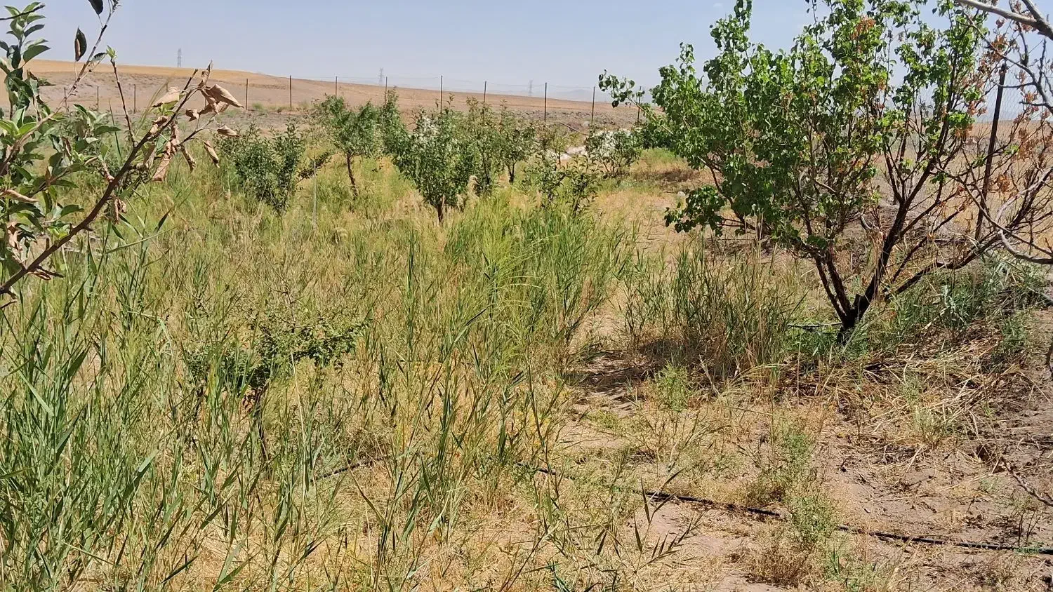 اجاره زمین کشاورزی|اجارهٔ دفتر صنعتی، کشاورزی، تجاری|زنجان, |دیوار