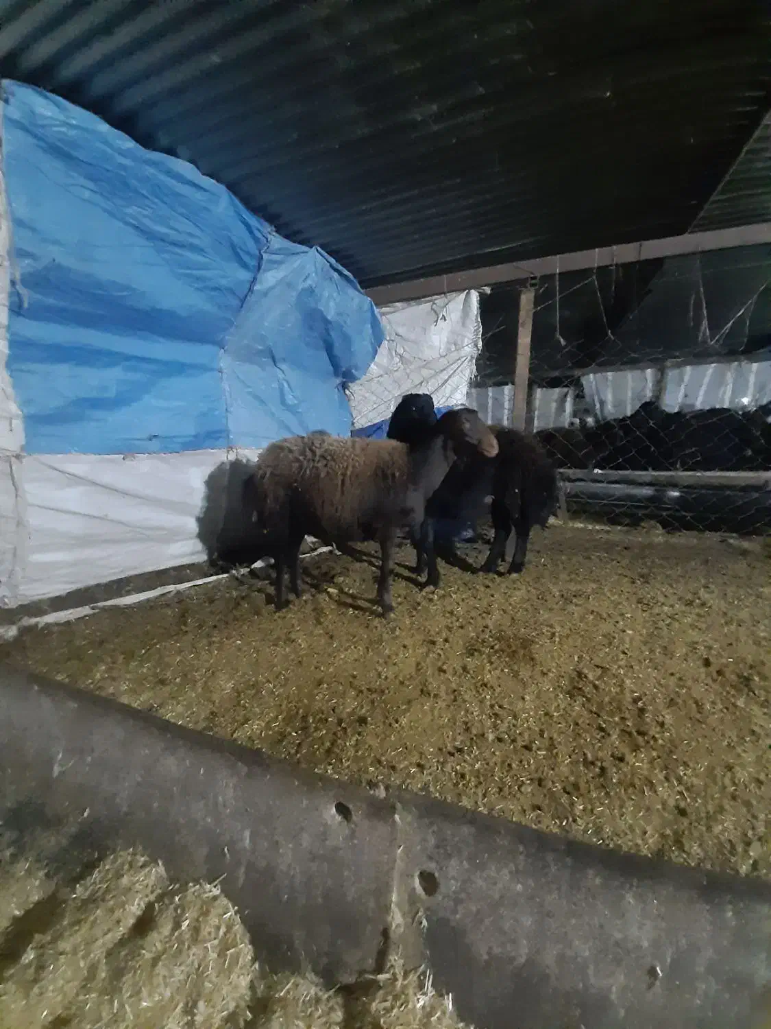 نر بره گوسفند|حیوانات مزرعه|مزرعه کتول, |دیوار