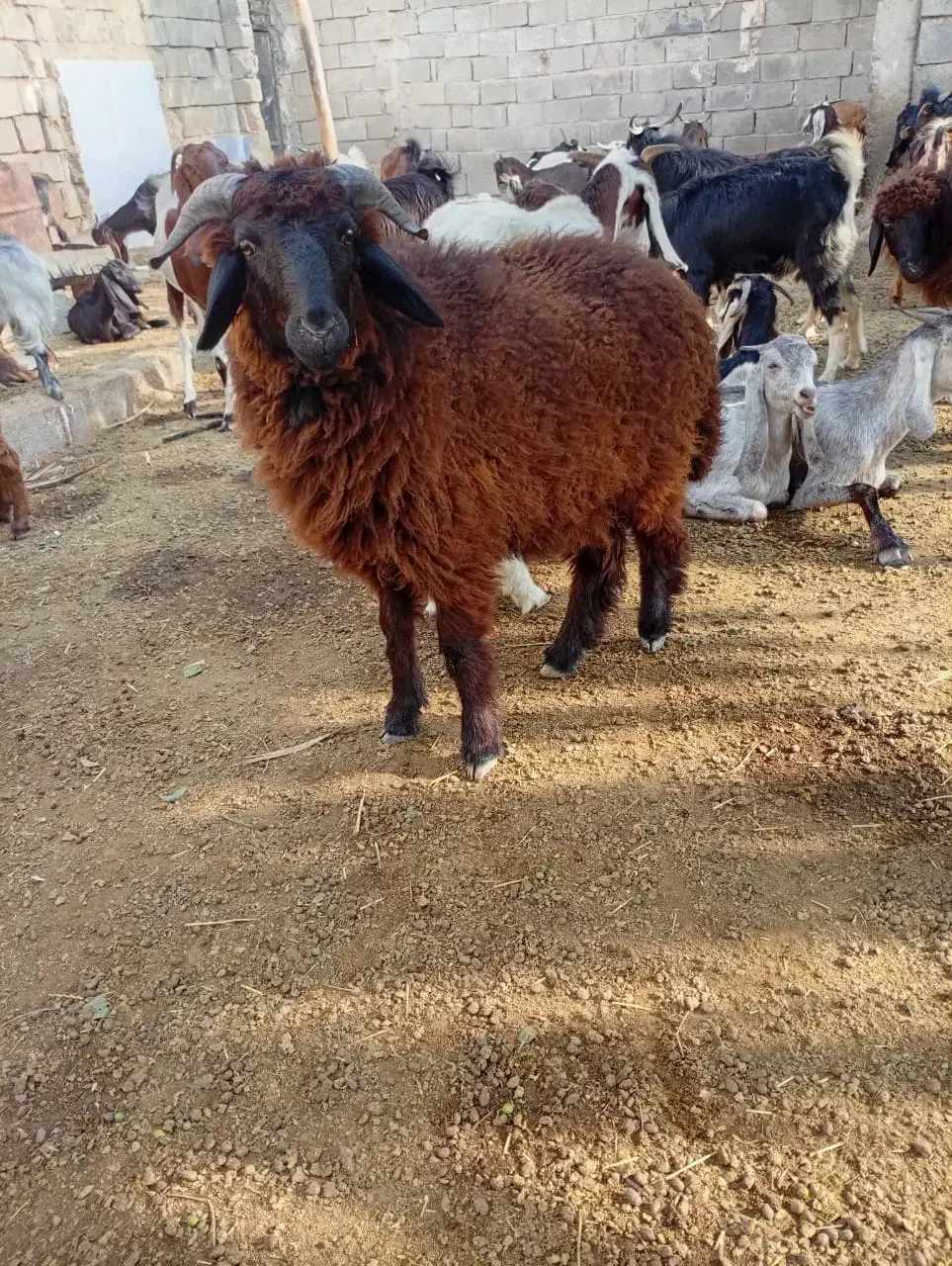 ۱۰ماهه|حیوانات مزرعه|چمران, |دیوار