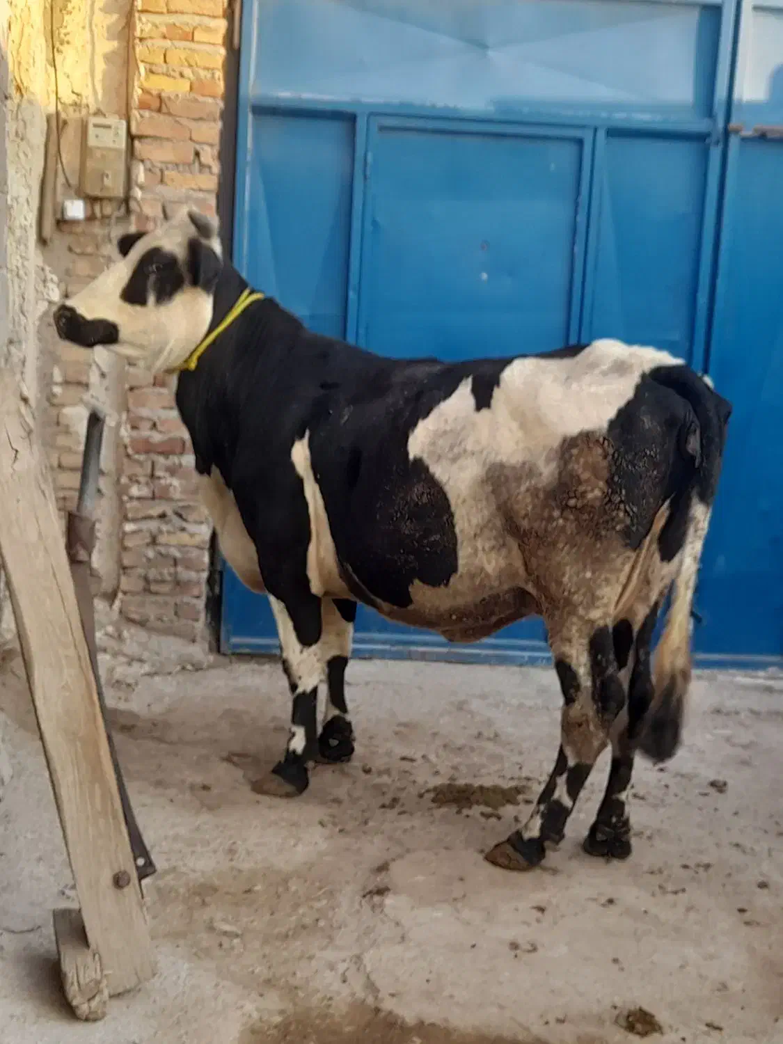 دوعدد گاو گوشتی|حیوانات مزرعه|مهربان, |دیوار