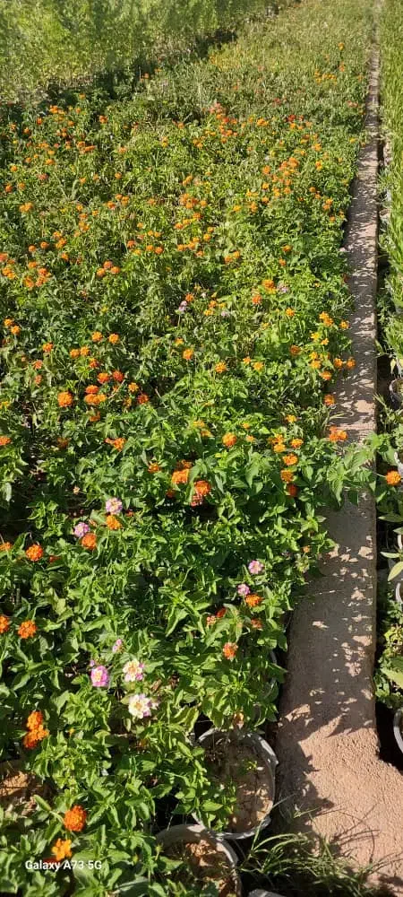 جذب نیروی وارد به کار جهت کار در گل فروشی نرگس|استخدام هنری و رسانه|بندر انزلی, صابرحنان|دیوار