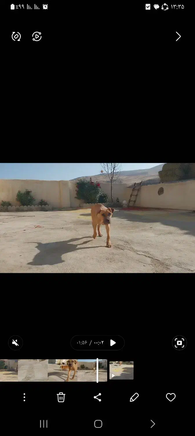 توله ۵ ماهه پیتبول|سگ|بوکان, |دیوار