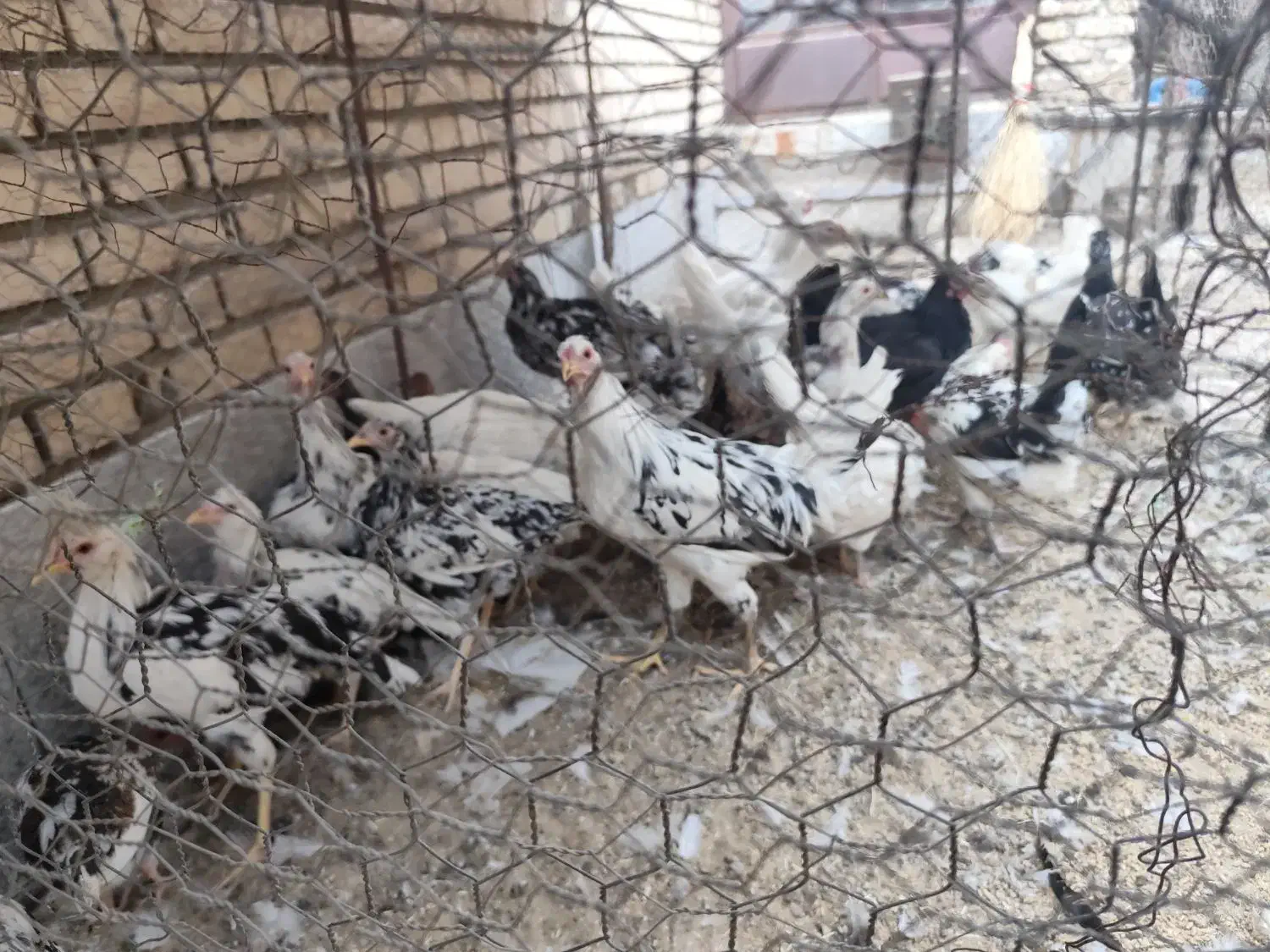 مرغ لری پنگونی|حیوانات مزرعه|پیر بکران, |دیوار