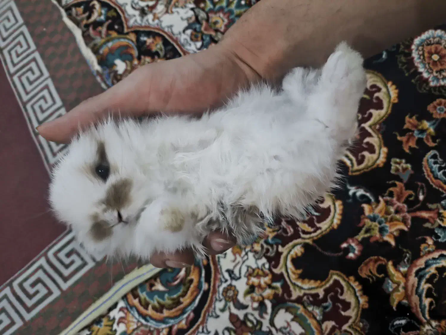 خرگوش لپ|موش و خرگوش|اراک, |دیوار