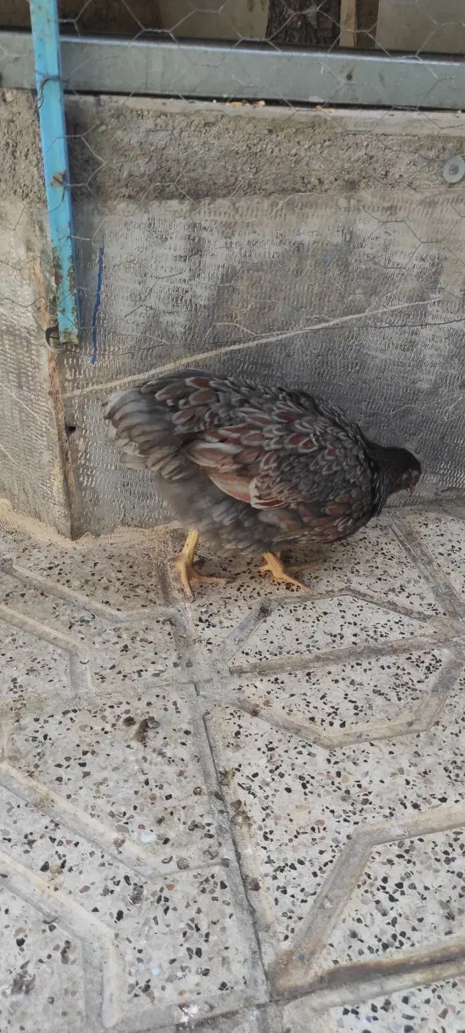 طاقچه ویاندوت وایت بوف جی اس جی|حیوانات مزرعه|مشهد, ویلاشهر|دیوار