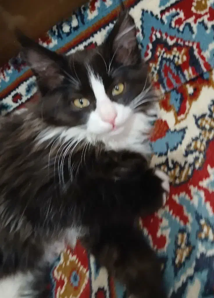 گربه..سه ماهه.نر وماده|گربه|سبزوار, هفت تیر|دیوار