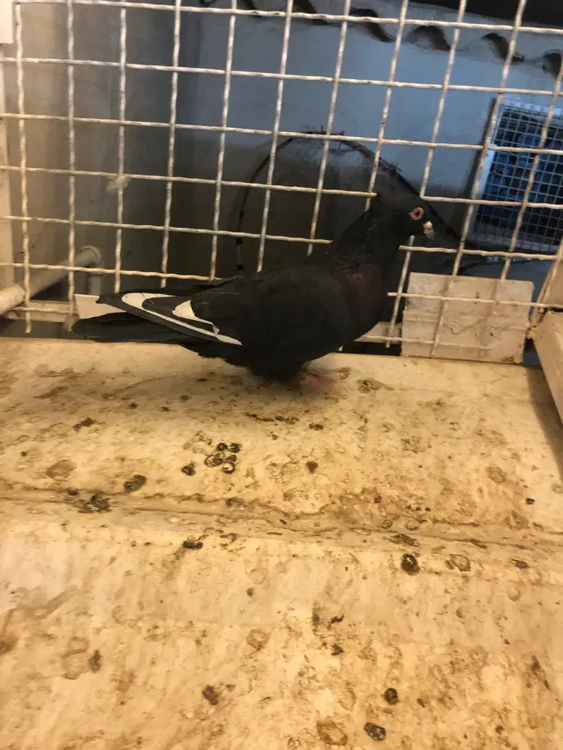 کفتر پرش صید|پرنده|مشهد, عبادی|دیوار