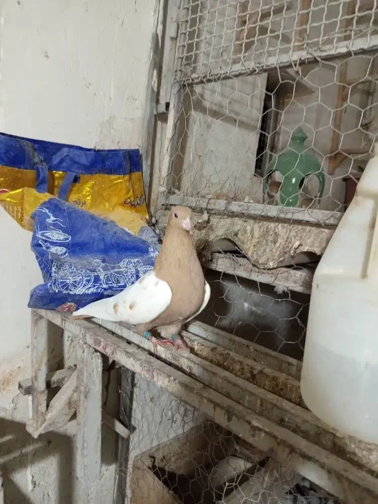 کبوتر ماده|پرنده|برازجان, |دیوار