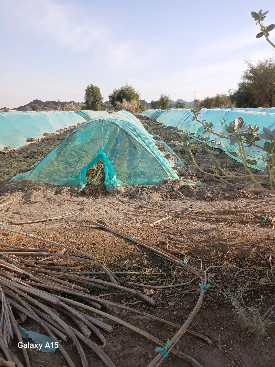 برا فروش|گل و گیاه طبیعی|قلعه گنج, |دیوار