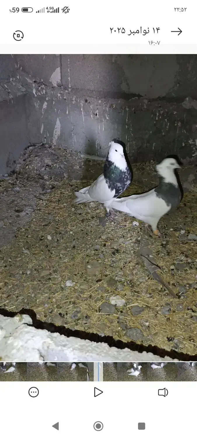 کبوتر|پرنده|پلدختر, |دیوار