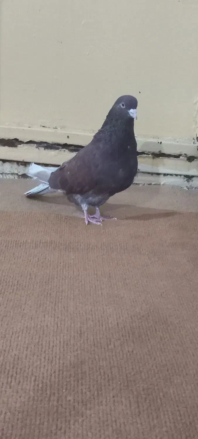 کبوتر زوردار|پرنده|ایلام, |دیوار