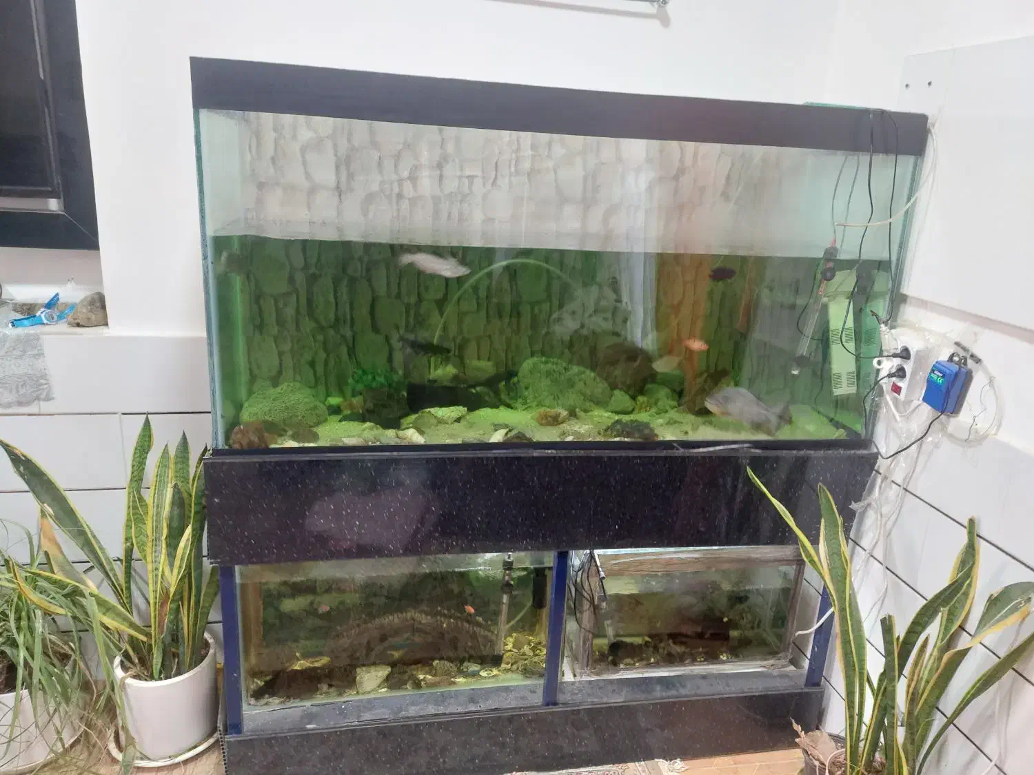 آکواریوم و پایه یک متری|ماهی|کاشمر, |دیوار