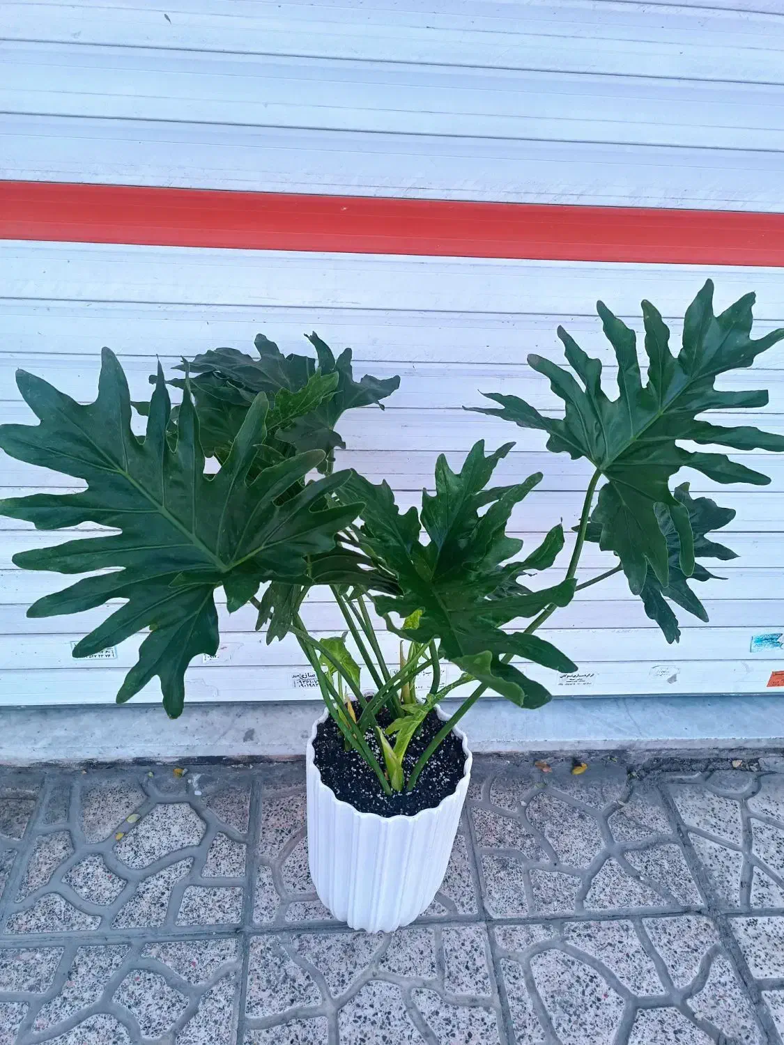 گل برگ انجیری فر|گل و گیاه طبیعی|کرج, گلشهر|دیوار