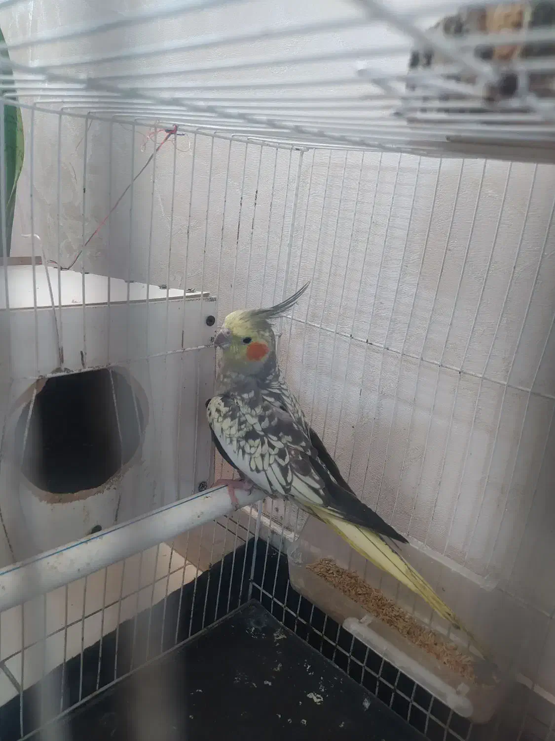 عروس هلندی با قفس و لانه فقط۸۰۰|پرنده|مشهد, رستگار|دیوار