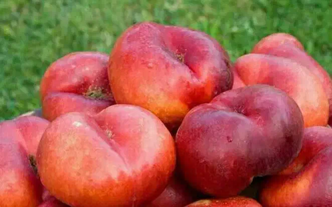 پیشفروش نهال شلیل انجیری|خدمات باغبانی و درختکاری|ارشق, |دیوار