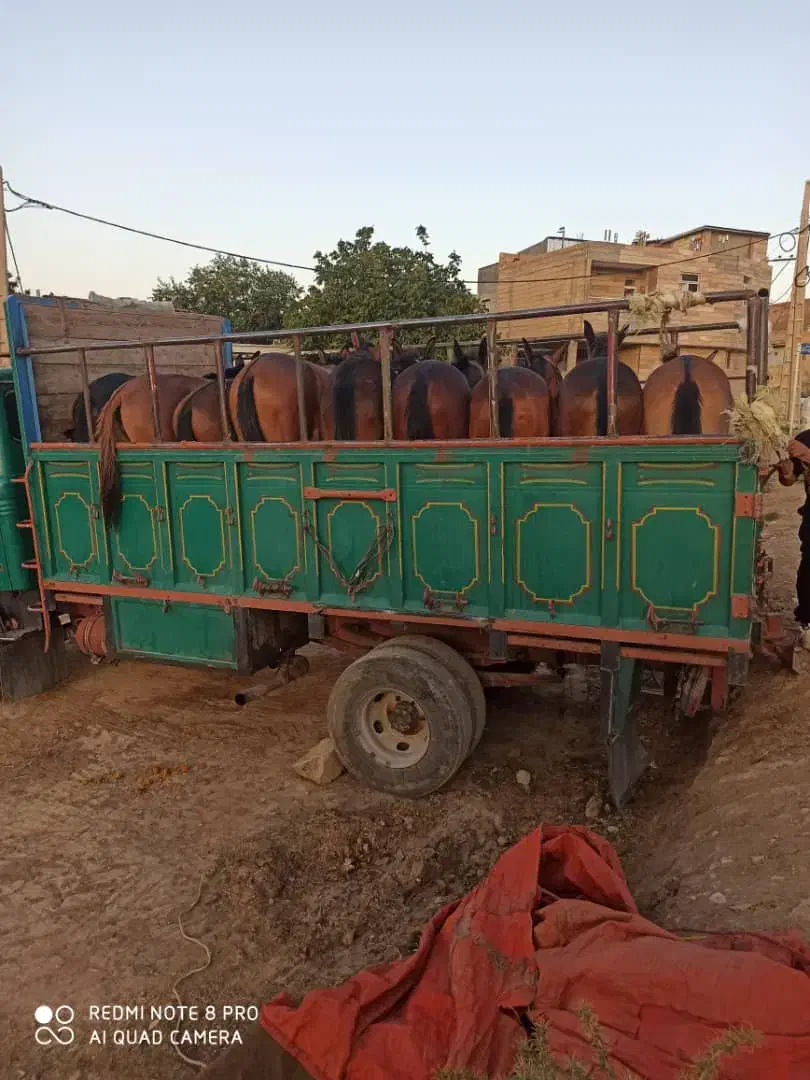 فروش ۱۰راس قاطر به صورت تکی عمده|حیوانات مزرعه|لاران, |دیوار