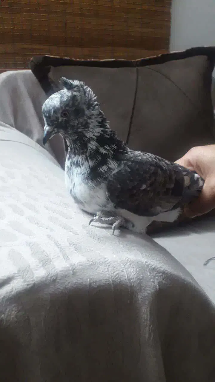 گمشده دوتا عگس دوتا هم هست کفتر کبوتر|حیوانات|قم, بنیاد|دیوار