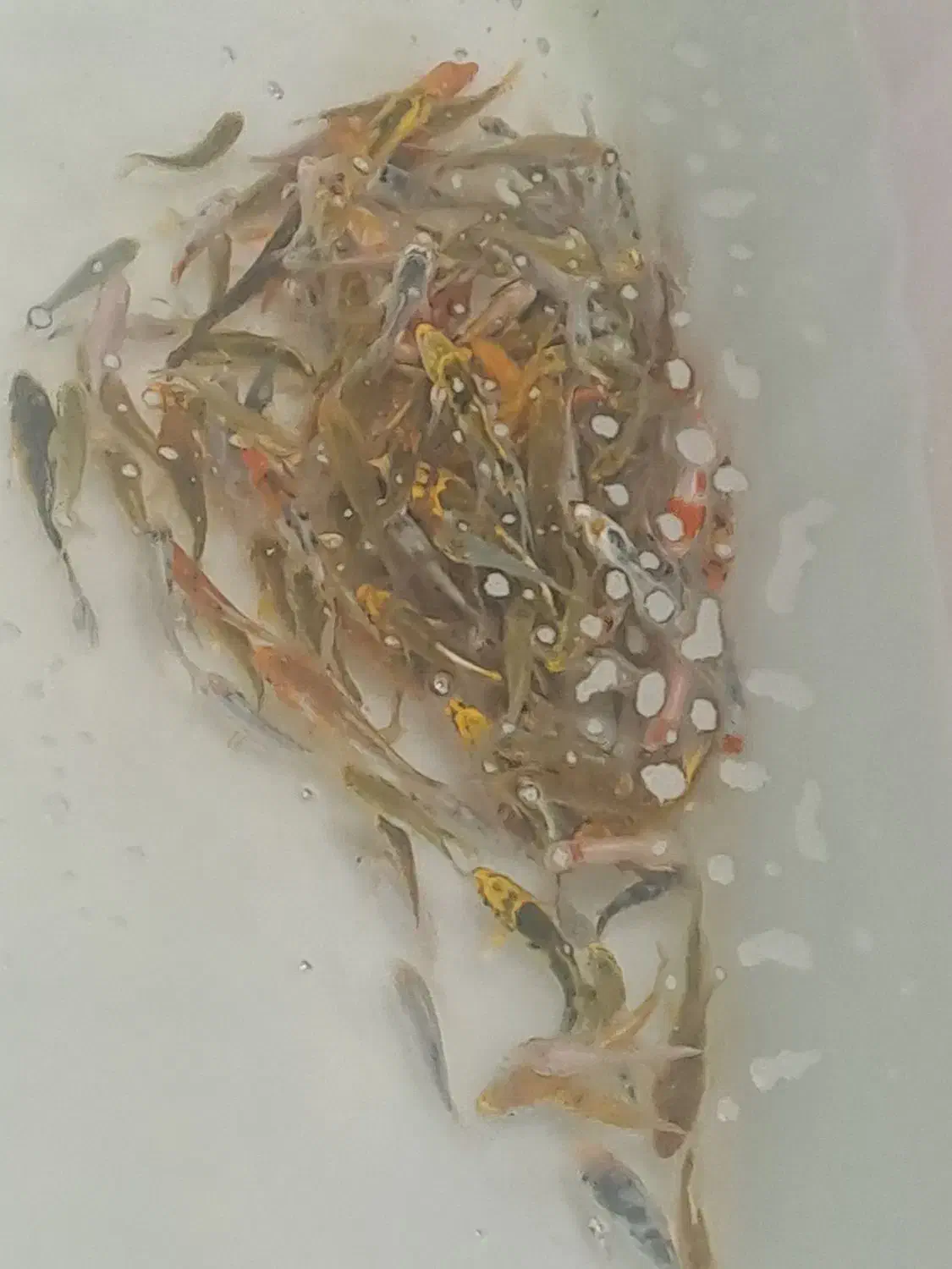 ۱۰۰ درصد چرم و باله بلند|ماهی|شیراز, زند|دیوار