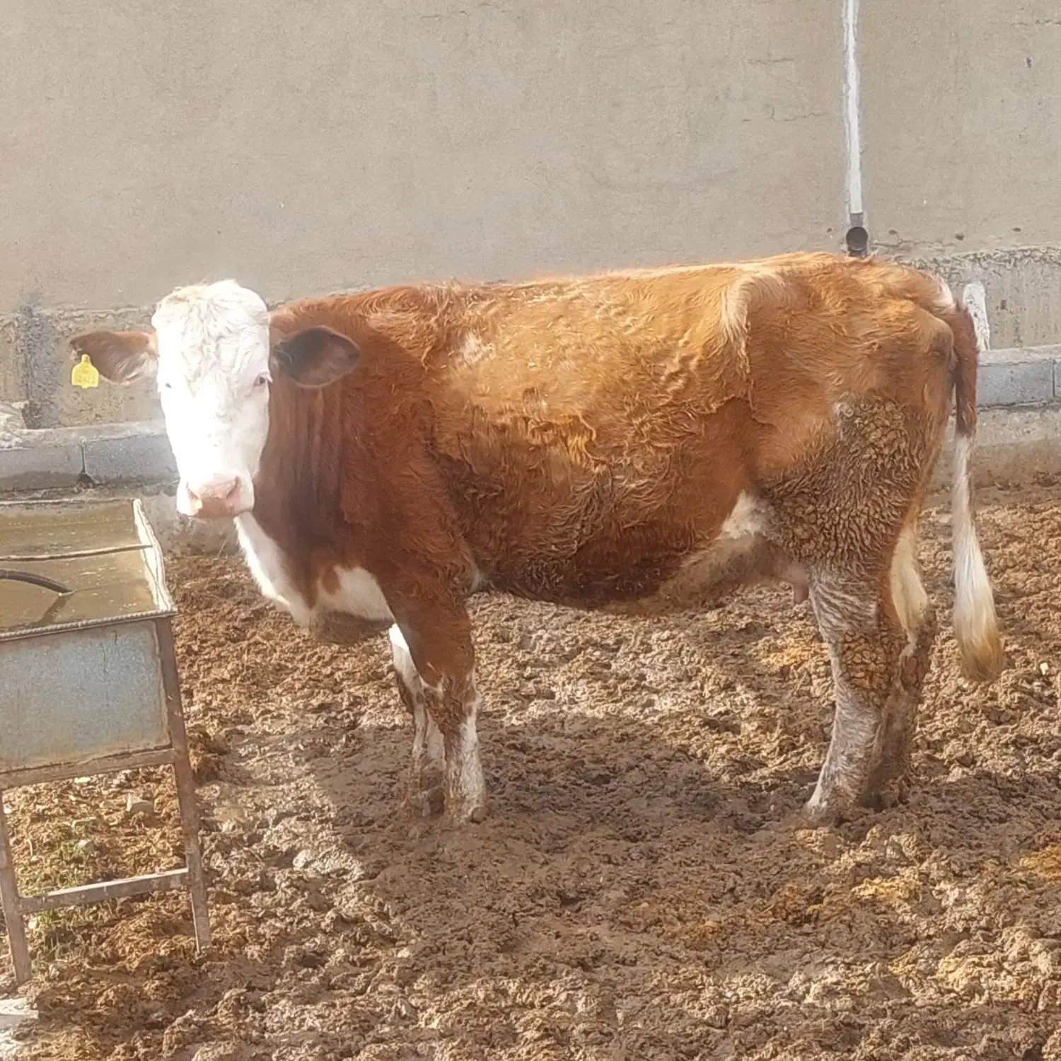 گاو|حیوانات مزرعه|ماهیدشت, |دیوار