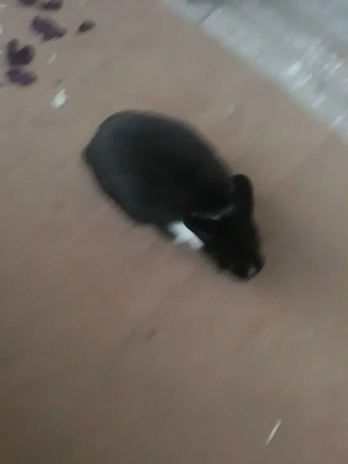 خرگوش احلی ماده|موش و خرگوش|بیرجند, |دیوار