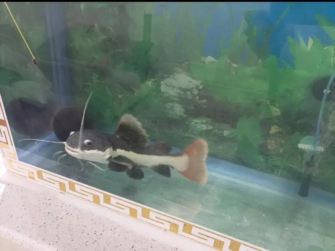 ماهی ردتیل|ماهی|اردبیل, |دیوار