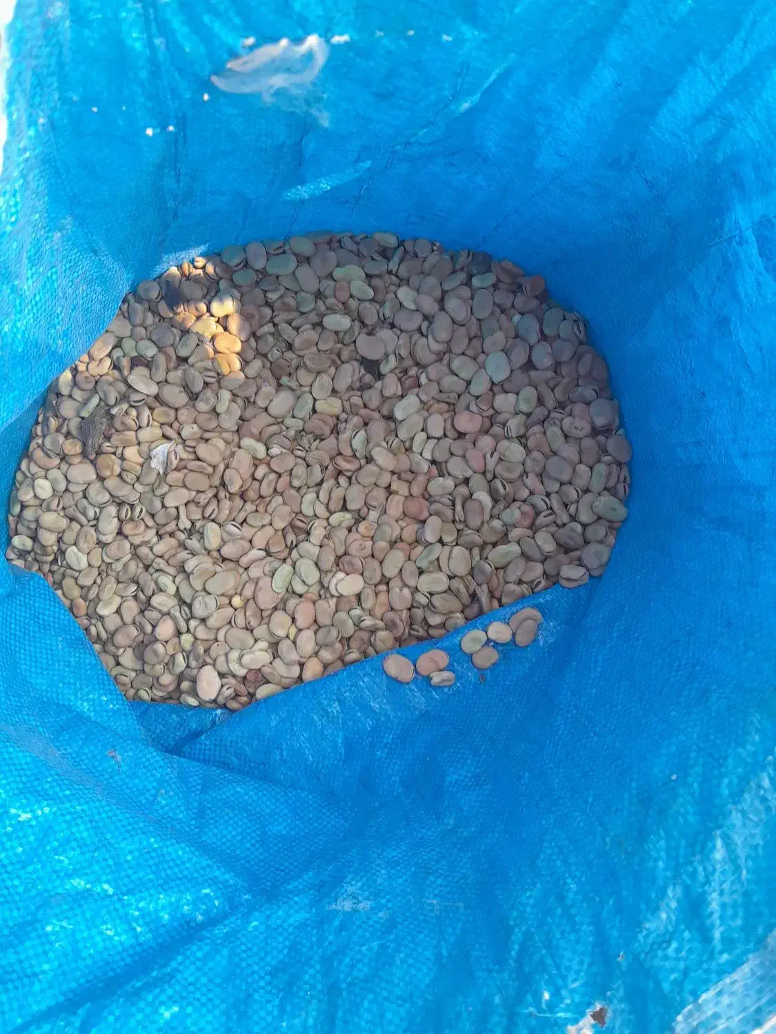 باقله|خوردنی و آشامیدنی|نوبندگان, |دیوار