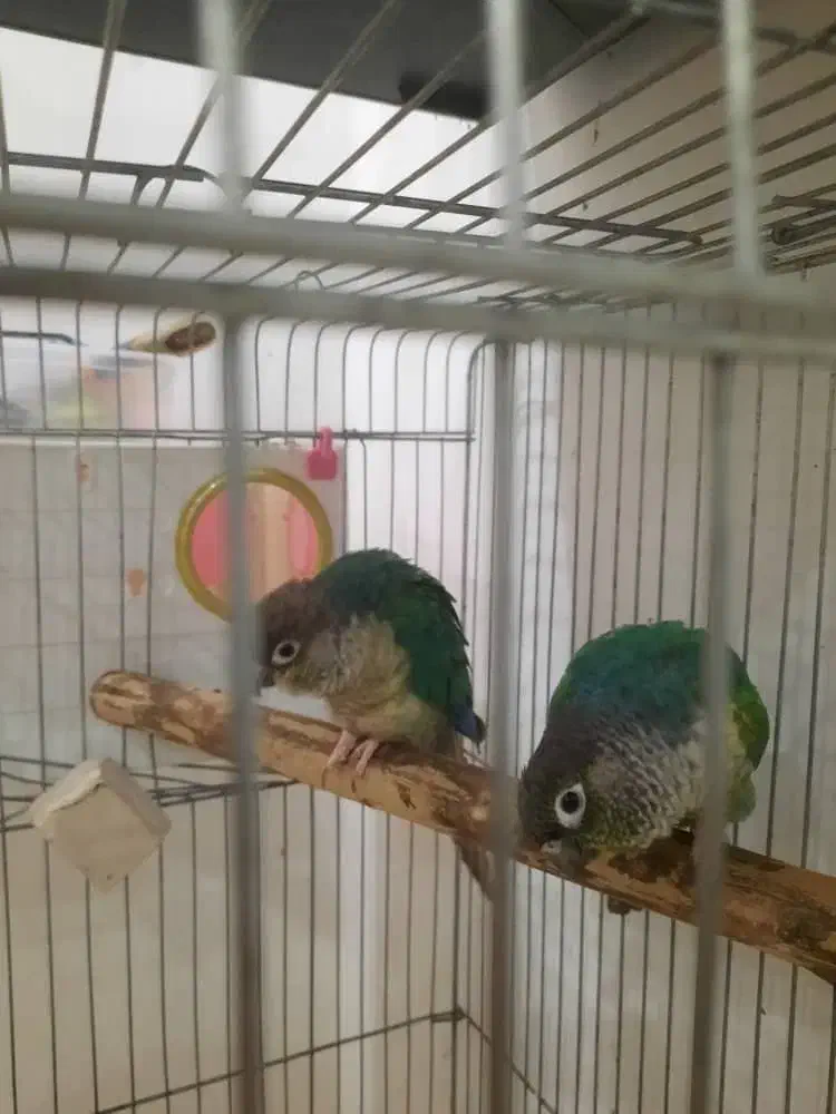 جفت گرینچیک تراکوییس یلوساید بالغ اماده مست|پرنده|گلستان (تهران), |دیوار