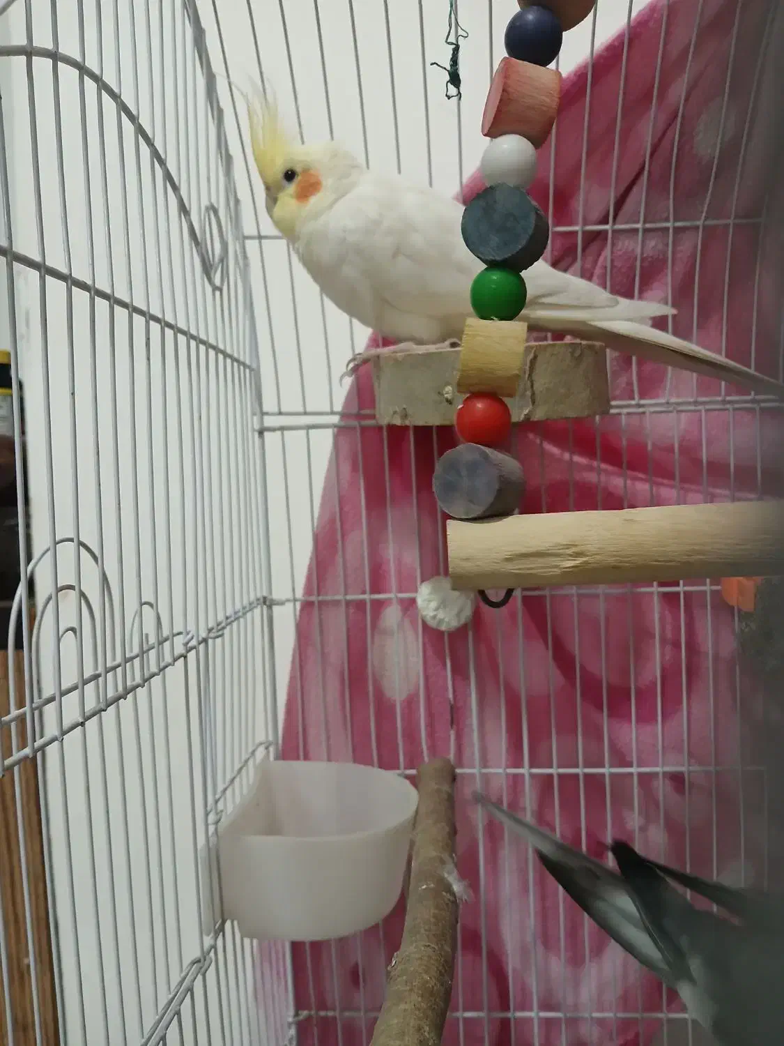 دو عدد عروس هلندی نر|پرنده|ساری, |دیوار