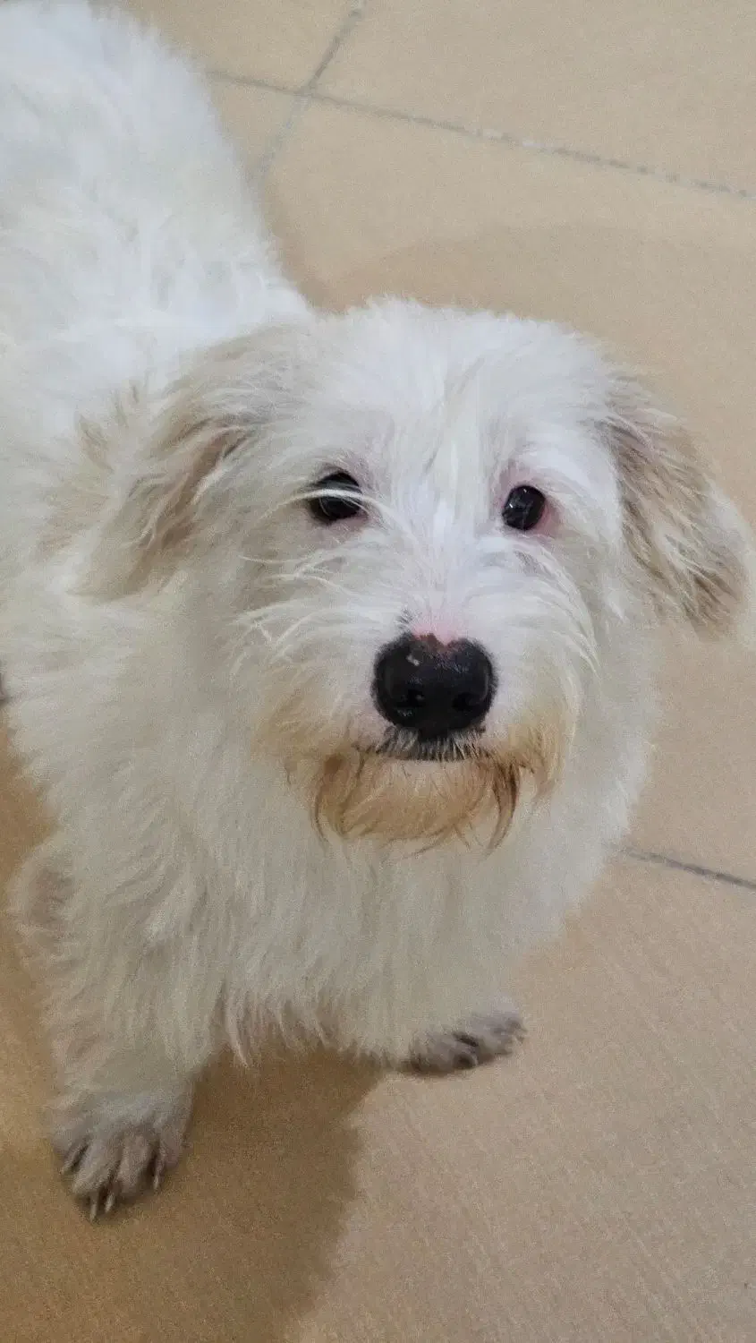 واگذاری رایگان سگ تریر|سگ|اوز, |دیوار