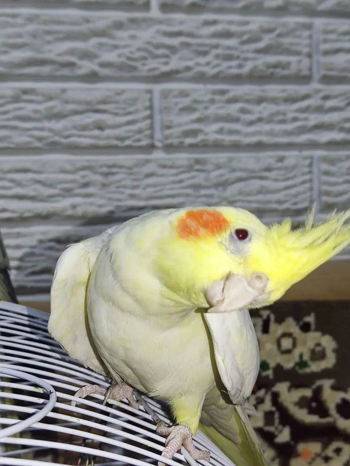 جفت عروس هلندی نر و ماده|پرنده|رشت, حسین آباد|دیوار