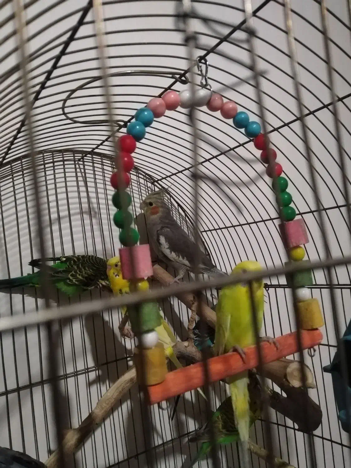 عروس هلندی و مرغ عشق|پرنده|مشهد, موسوی قوچانی|دیوار