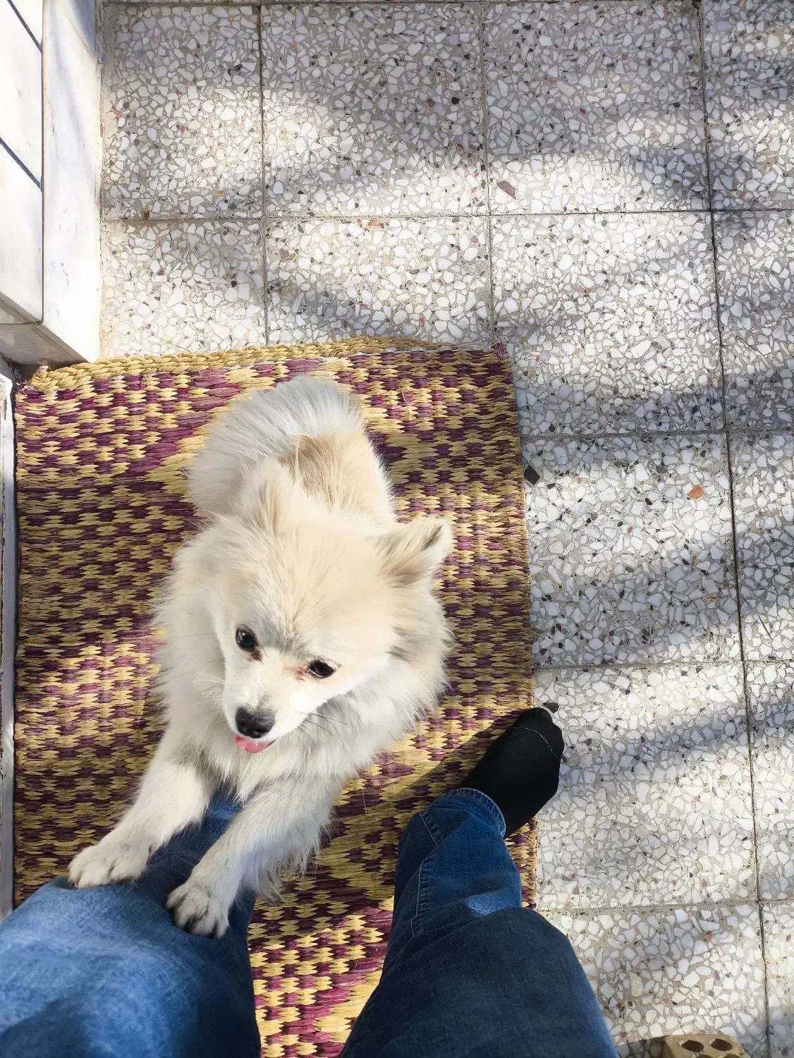 سگ پامر|سگ|اصفهان, ملک‌شهر|دیوار