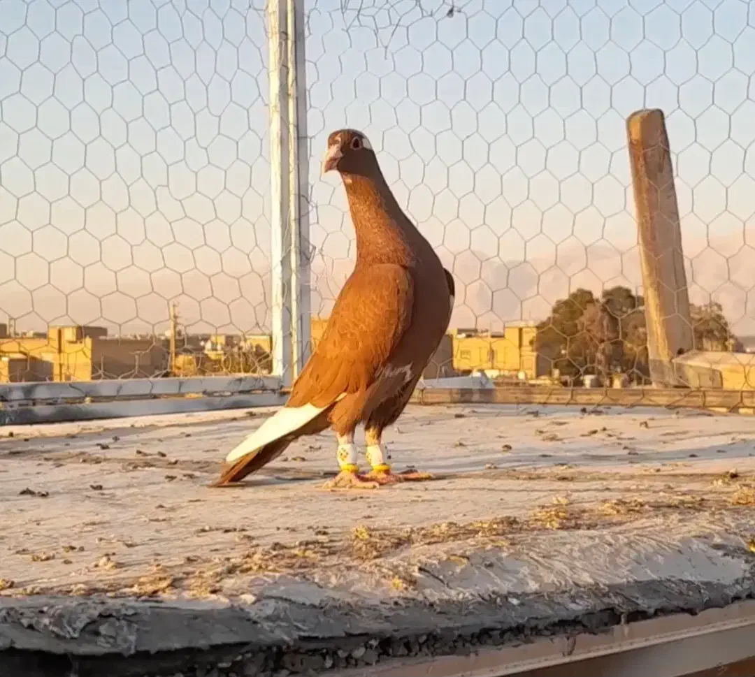 کبوتر قره|پرنده|مرودشت, شهرک مهدیه|دیوار