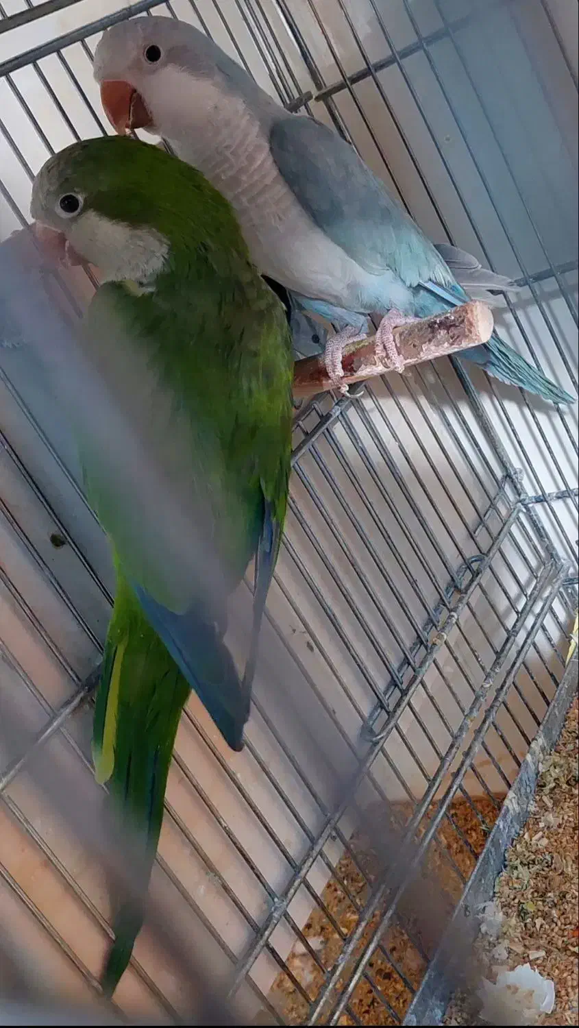 طوطی راهب|پرنده|بافق, |دیوار