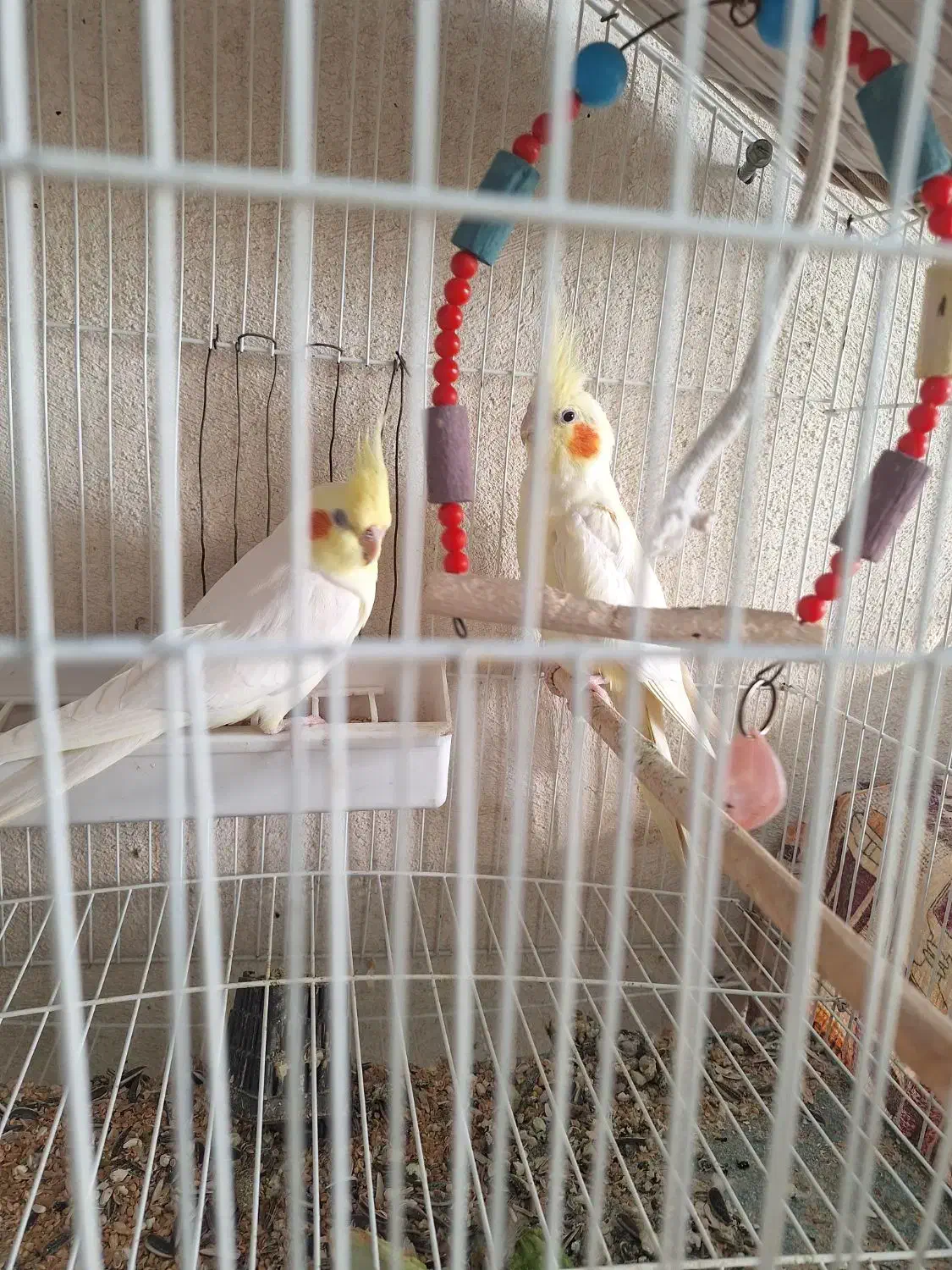 عروس هلندی مولد|پرنده|تبریز, |دیوار