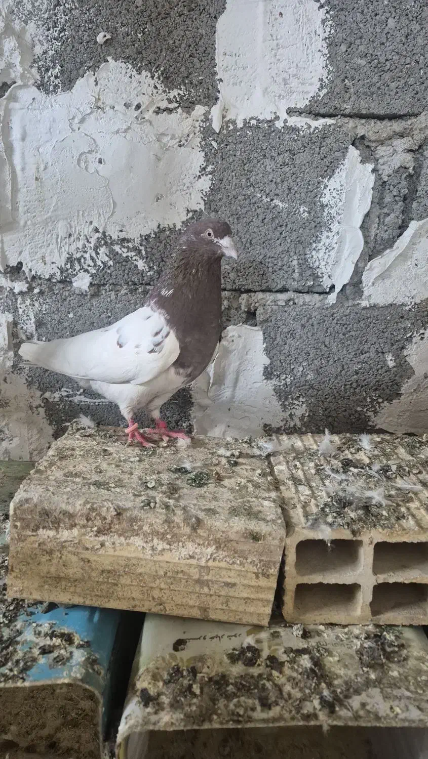 کبوتر|پرنده|رشت, یخسازی|دیوار