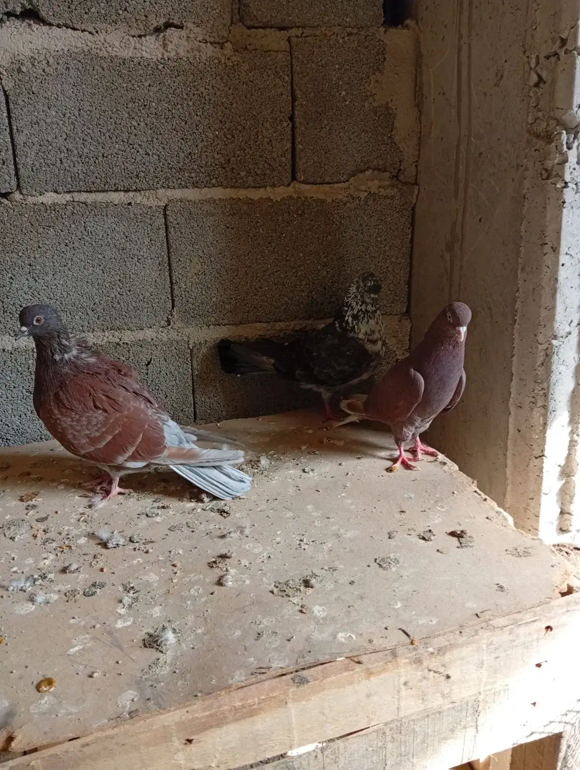 یه جوفت سرخ ویه کفتر دیگه سه تاش 750تومن|پرنده|شهریار, اصیل آباد|دیوار