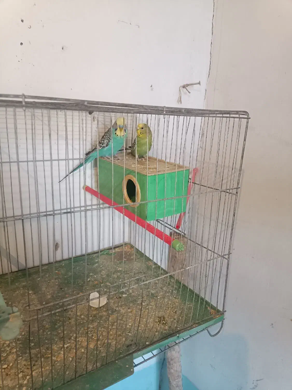 یک‌جفت‌کوتوله‌ودوجفت‌مرغ‌عشق‌مولد|پرنده|آذرشهر, |دیوار