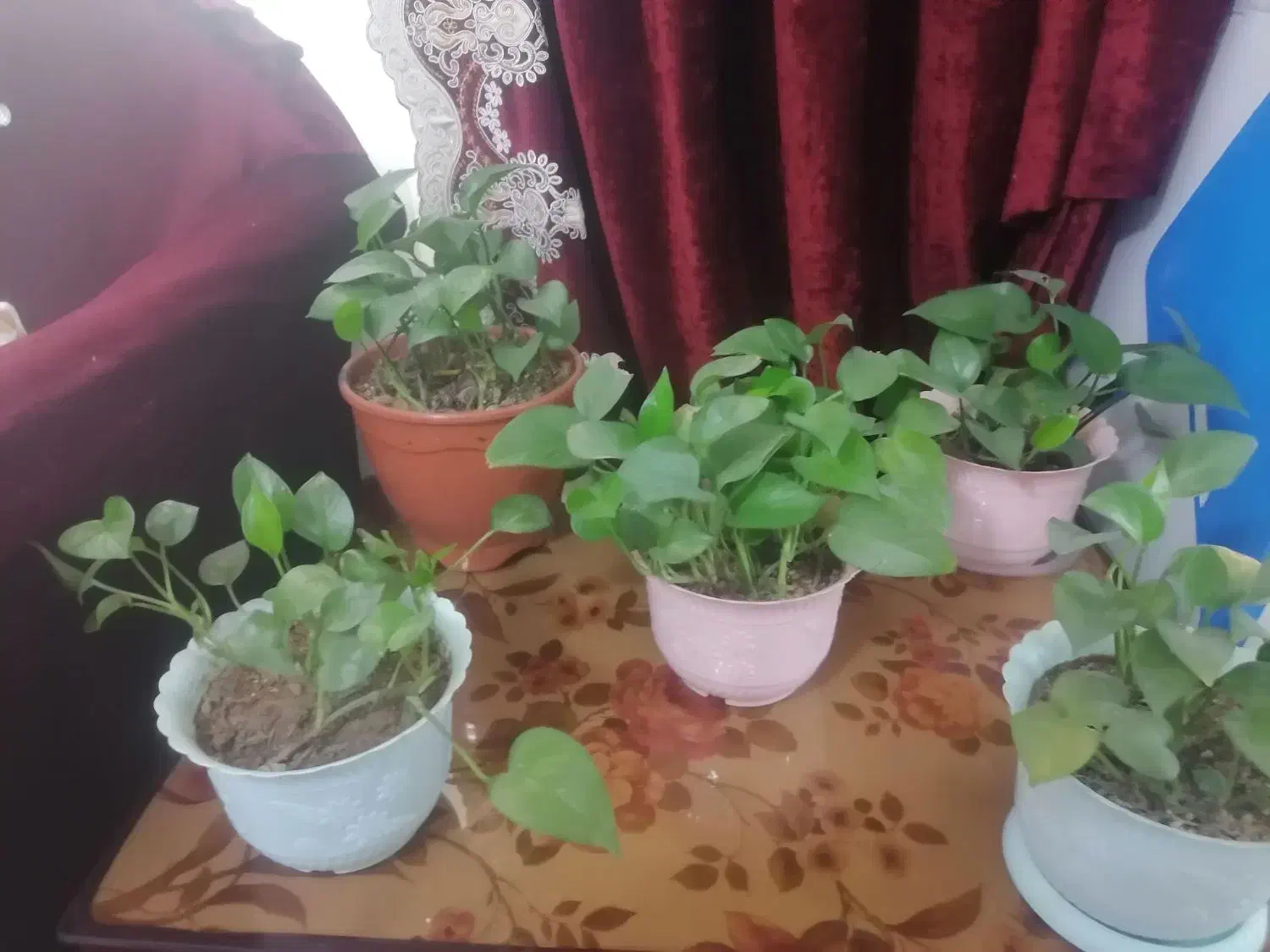 گل پتوس|گل و گیاه طبیعی|هشتگرد, فاز ۷ مهستان|دیوار